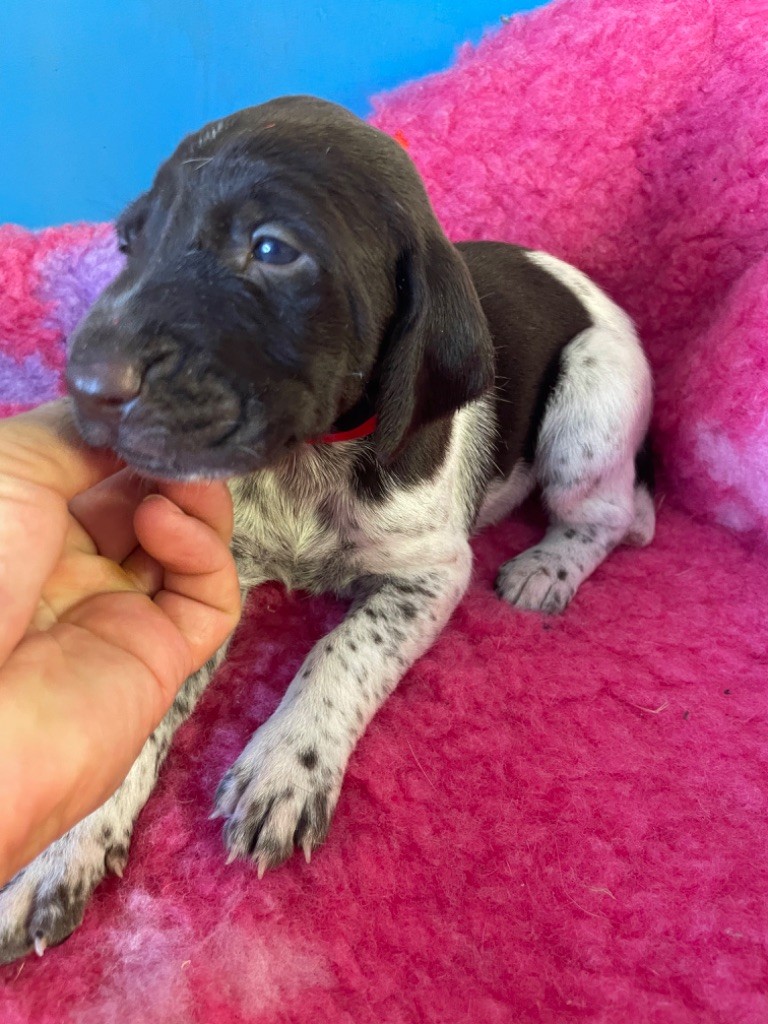 Chiot Elevage Du Rio Parana eleveur de chiens Braque allemand à