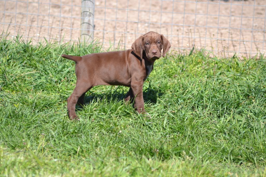 Accueil Elevage Du Rio Parana Eleveur De Chiens Braque Allemand