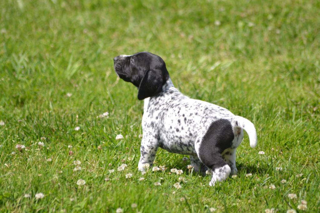 Accueil Elevage Du Rio Parana eleveur de chiens Braque