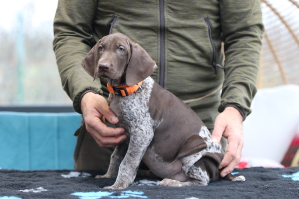 Du Rio Parana - Chiot disponible  - Braque allemand à poil court