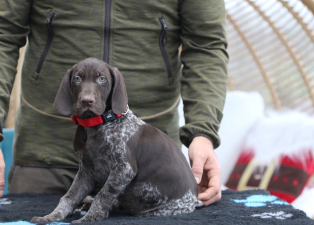 Du Rio Parana - Chiot disponible  - Braque allemand à poil court