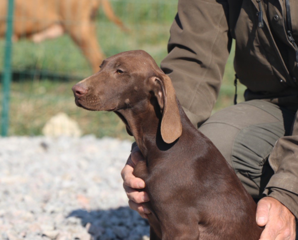 Du Rio Parana - Chiot disponible  - Braque allemand à poil court