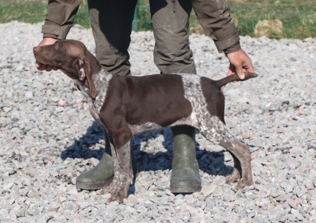 Du Rio Parana - Chiot disponible  - Braque allemand à poil court