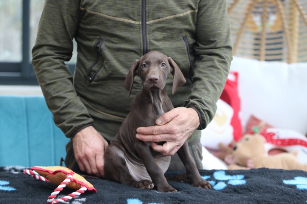 Du Rio Parana - Chiot disponible  - Braque allemand à poil court