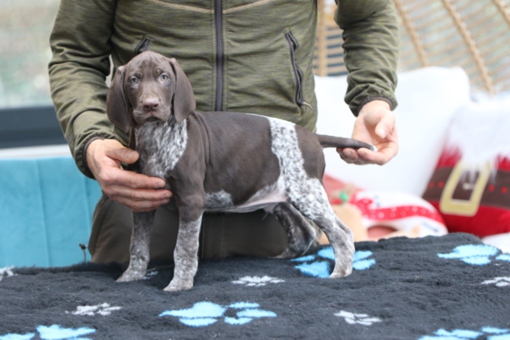 Du Rio Parana - Chiot disponible  - Braque allemand à poil court