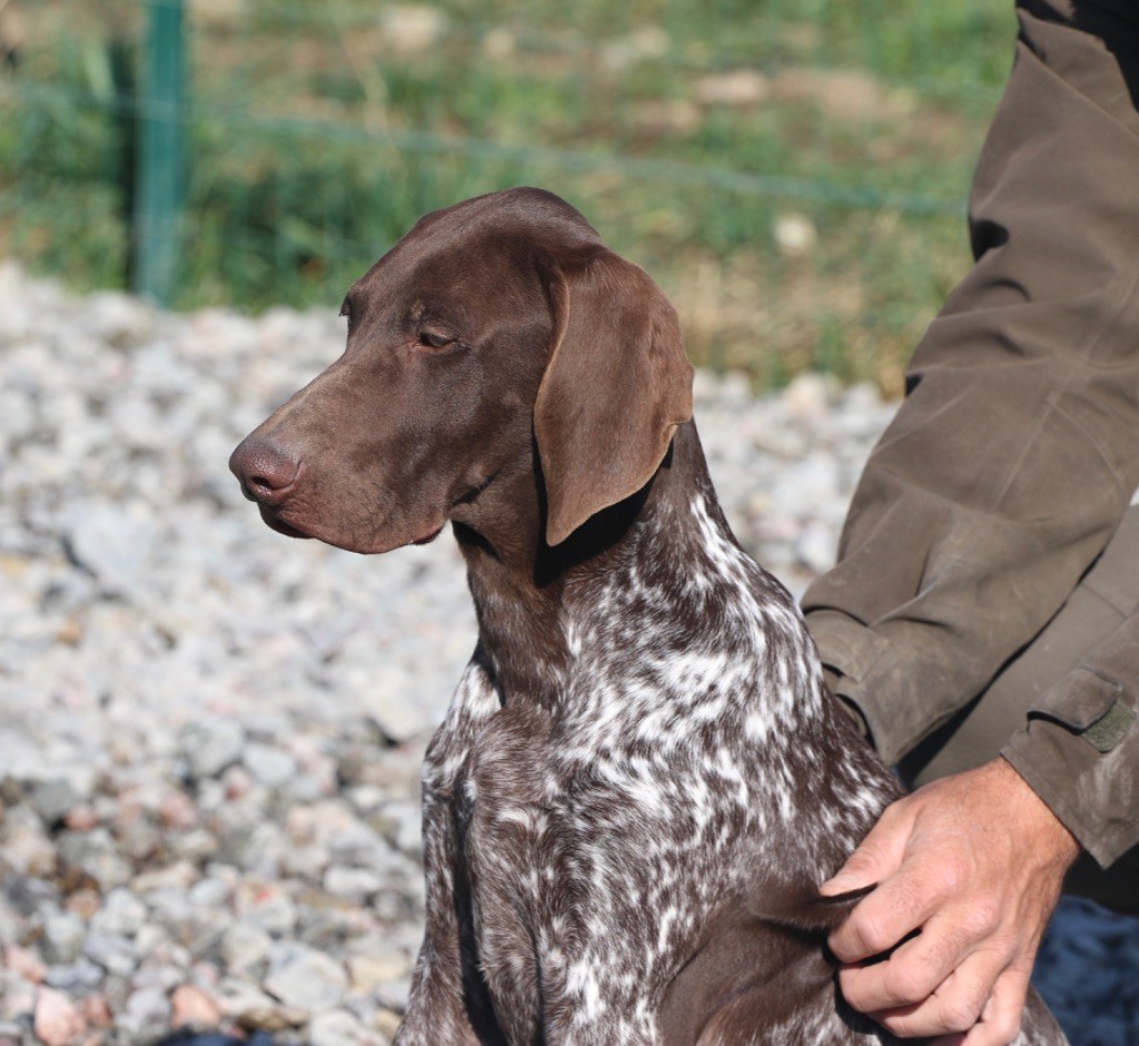 Du Rio Parana - Chiot disponible  - Braque allemand à poil court