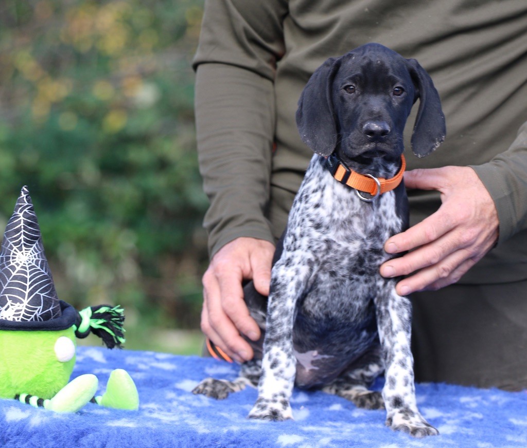 Du Rio Parana - Braque allemand à poil court - Portée née le 13/08/2025