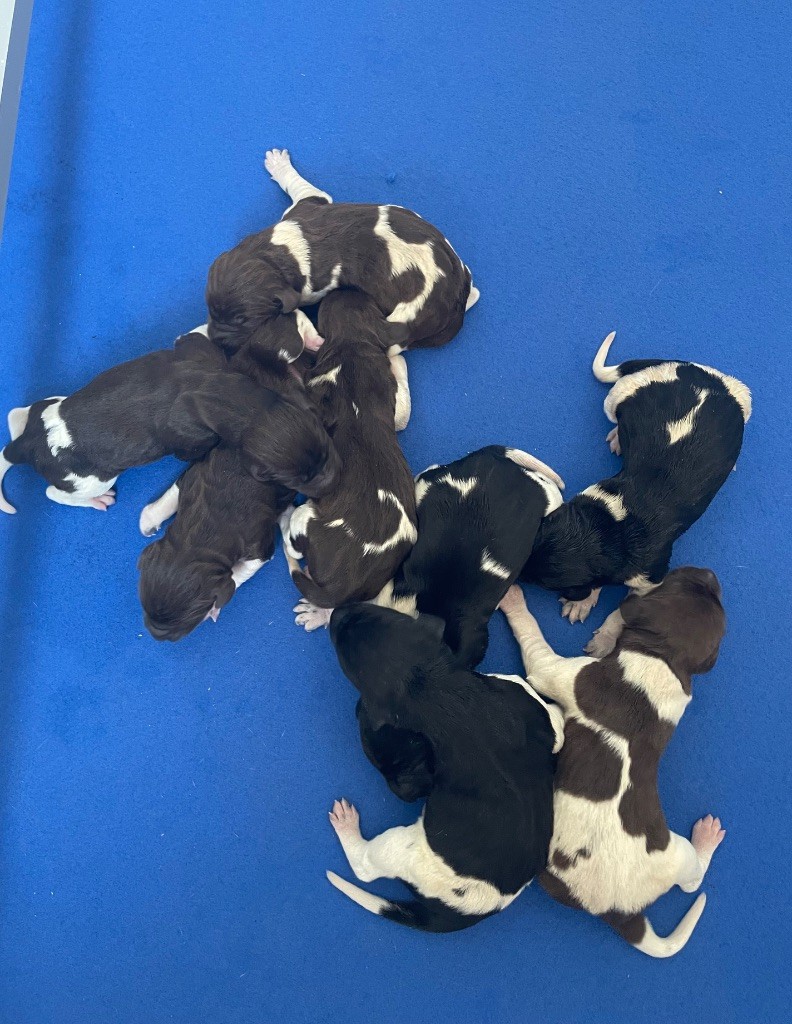 Du Rio Parana - Chiots disponibles - Braque allemand à poil court