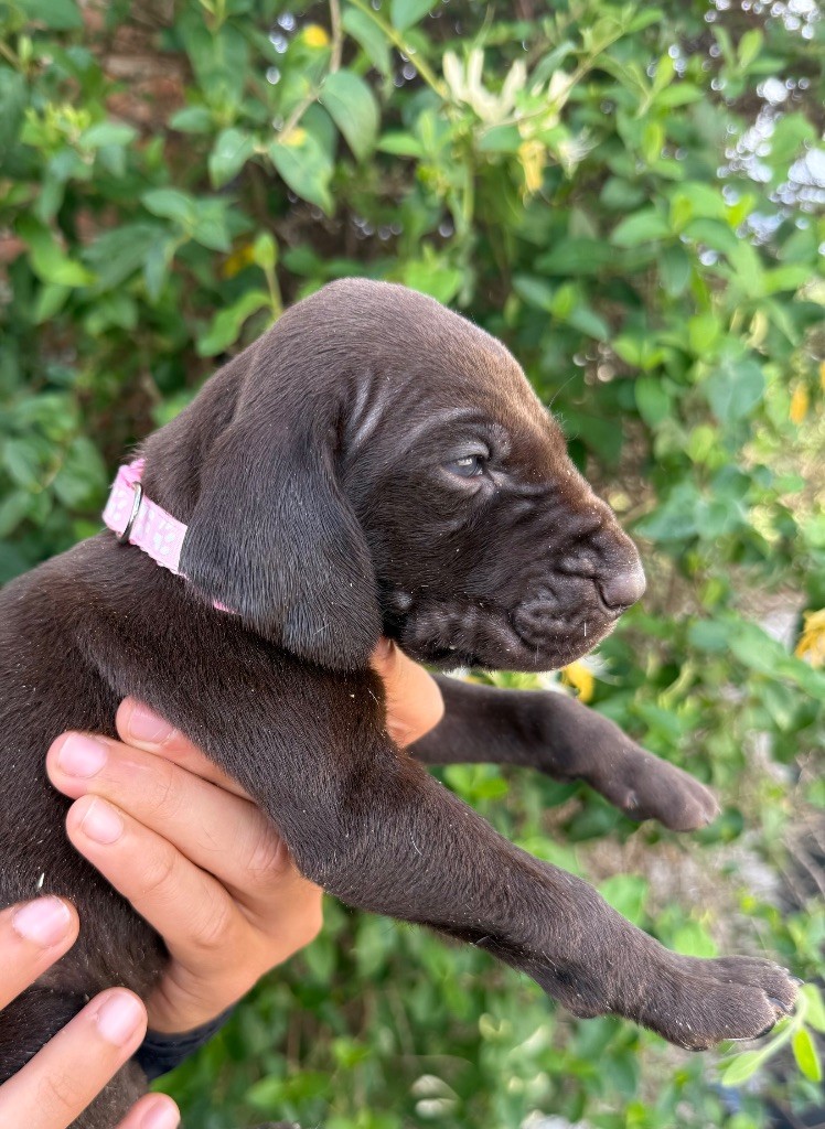 Du Rio Parana - Chiots disponibles - Braque allemand à poil court