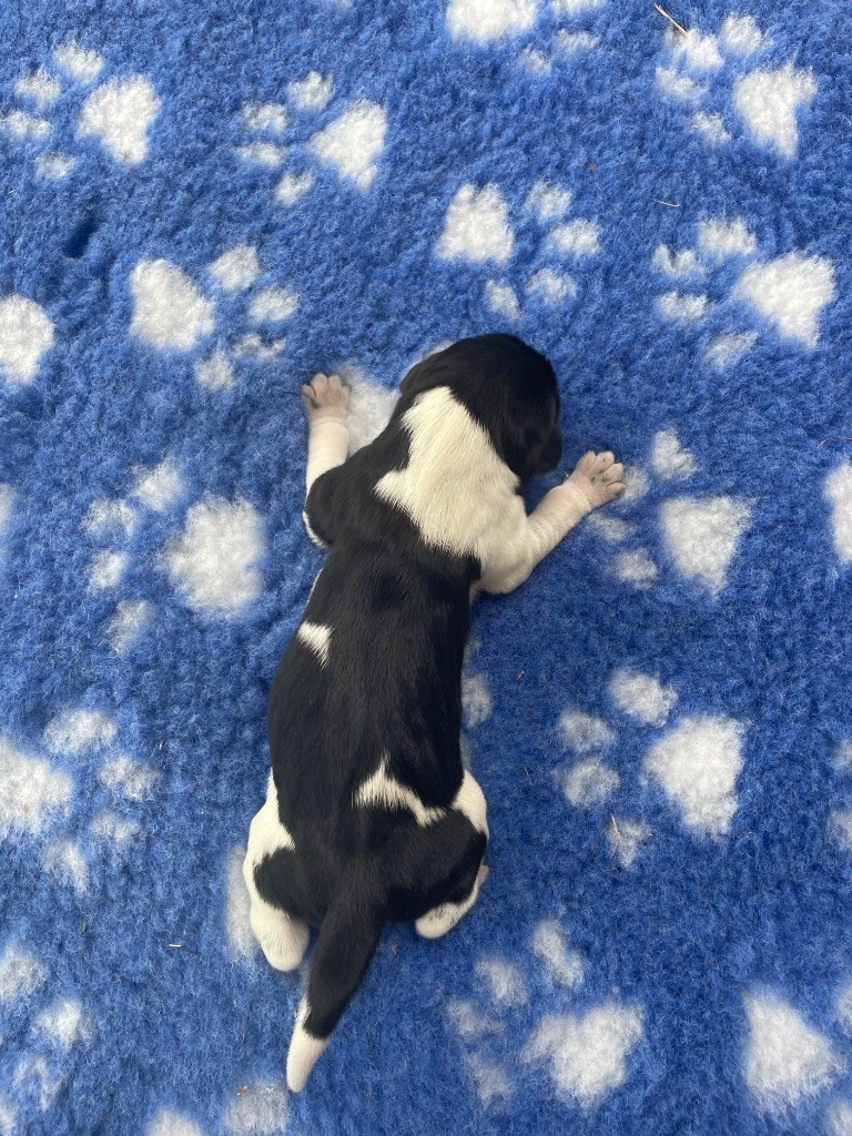 CHIOT 1