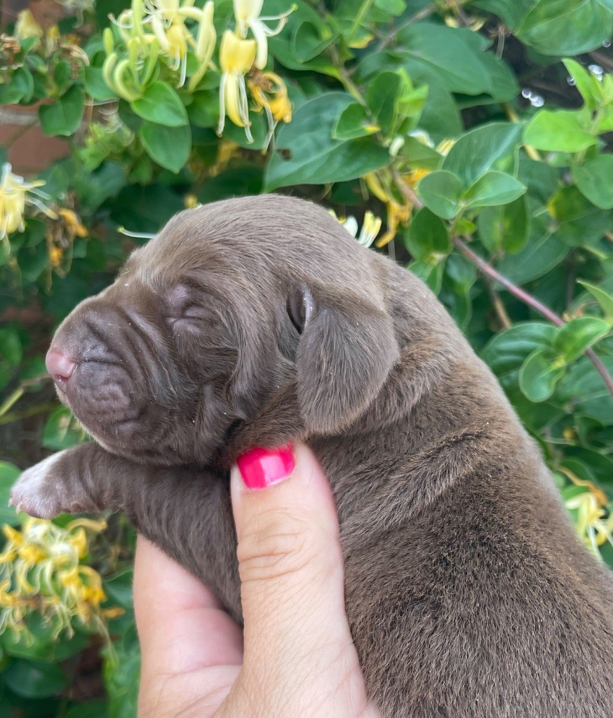 Du Rio Parana - Chiots disponibles - Braque allemand à poil court