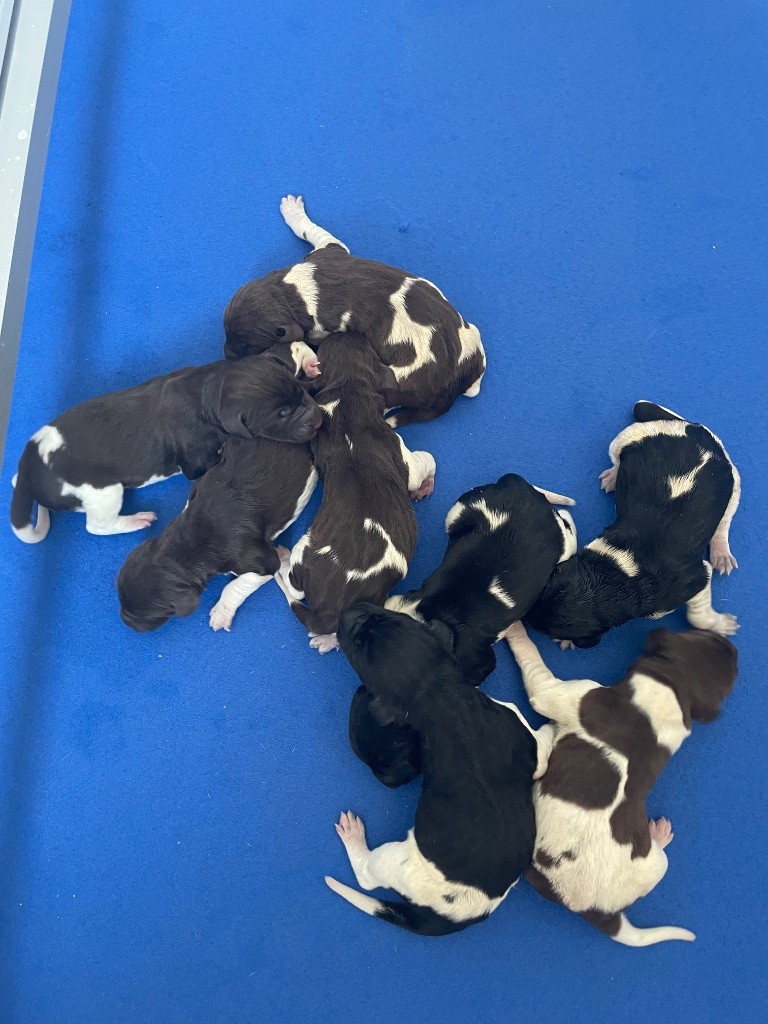 Du Rio Parana - Chiots disponibles - Braque allemand à poil court