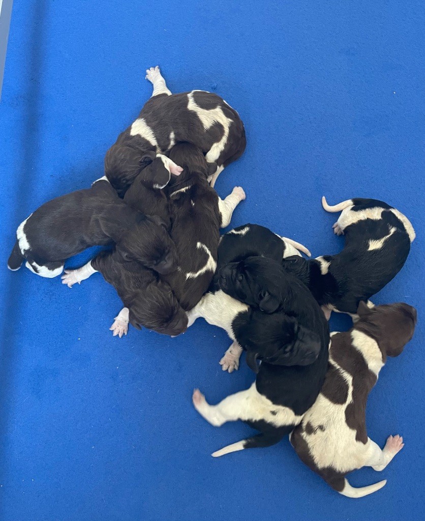 Du Rio Parana - Chiots disponibles - Braque allemand à poil court
