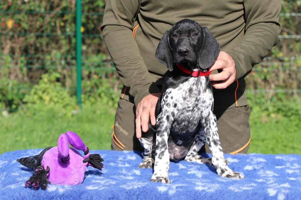 Du Rio Parana - Chiots disponibles - Braque allemand à poil court
