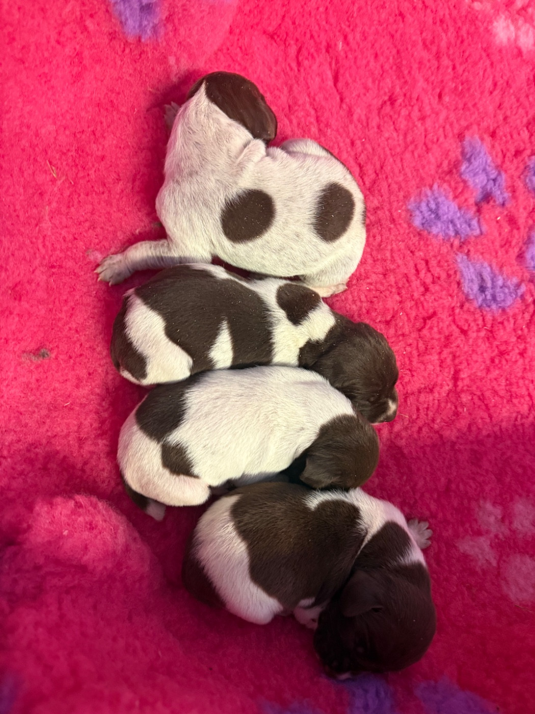 Du Rio Parana - Chiots disponibles - Braque allemand à poil court