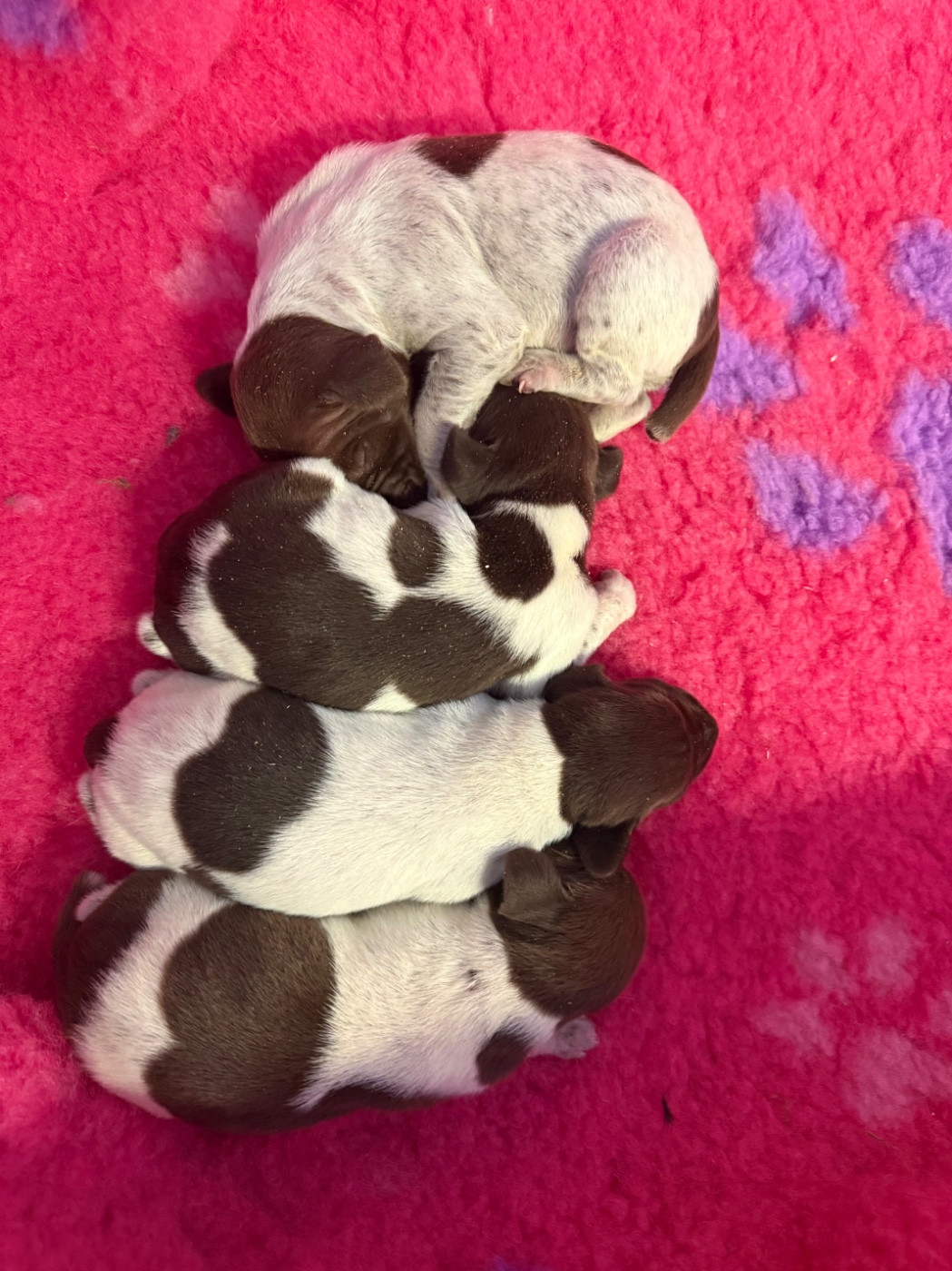 Du Rio Parana - Chiots disponibles - Braque allemand à poil court