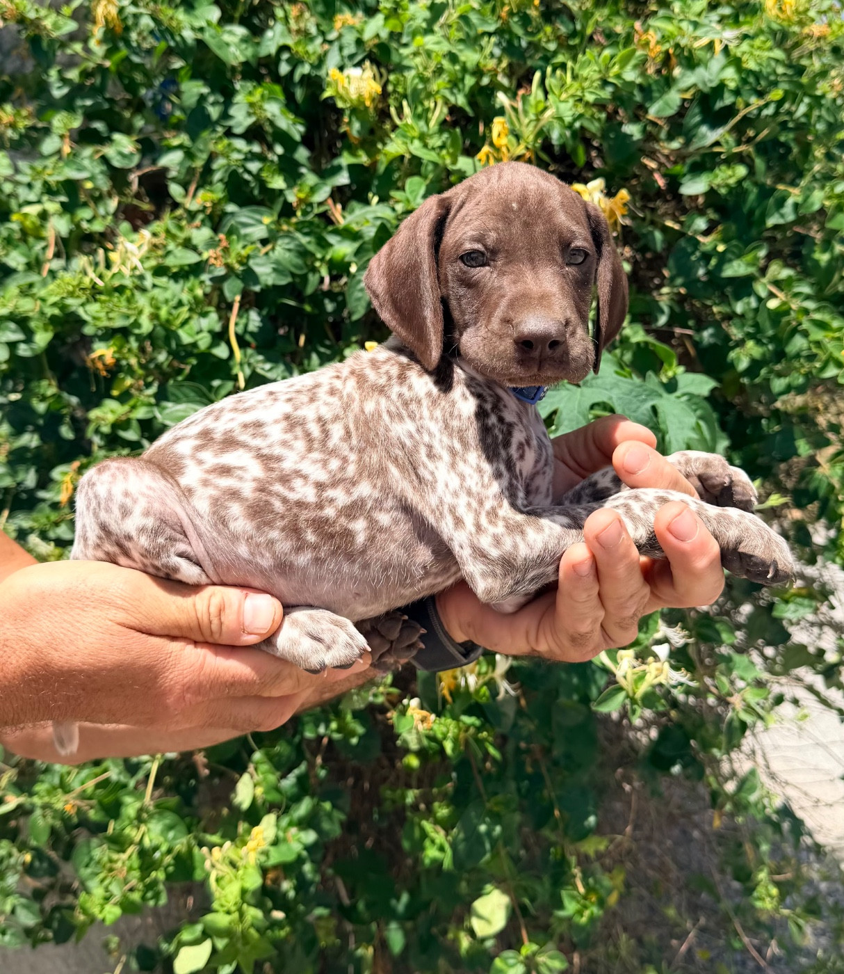 Du Rio Parana - Chiots disponibles - Braque allemand à poil court