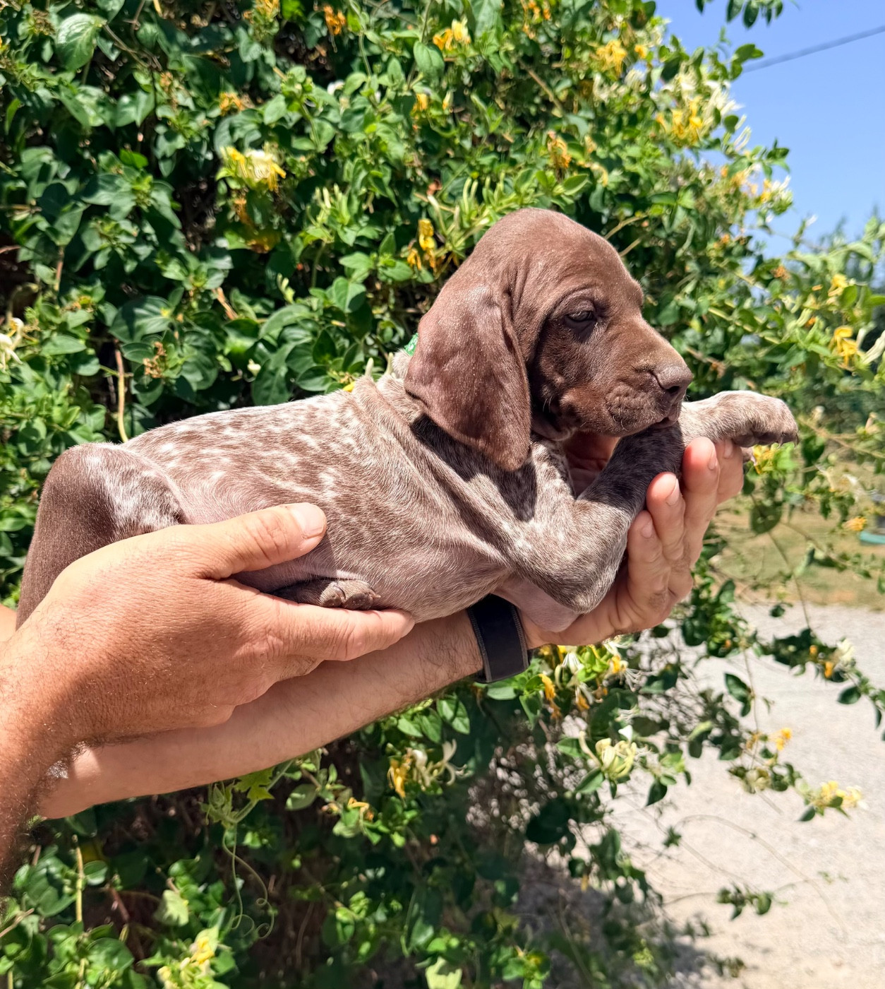 Du Rio Parana - Chiots disponibles - Braque allemand à poil court