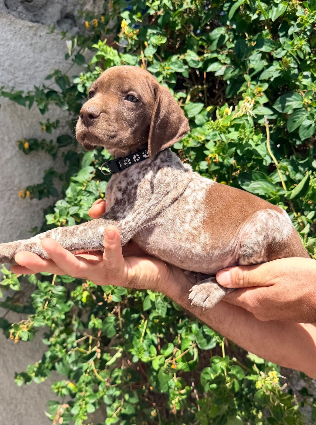 Du Rio Parana - Chiots disponibles - Braque allemand à poil court