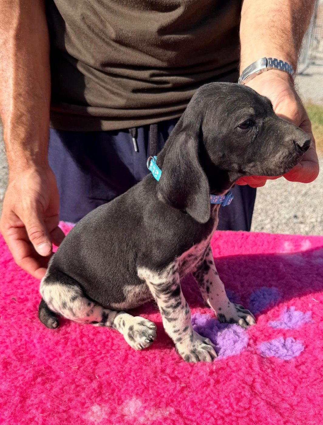 Du Rio Parana - Chiots disponibles - Braque allemand à poil court