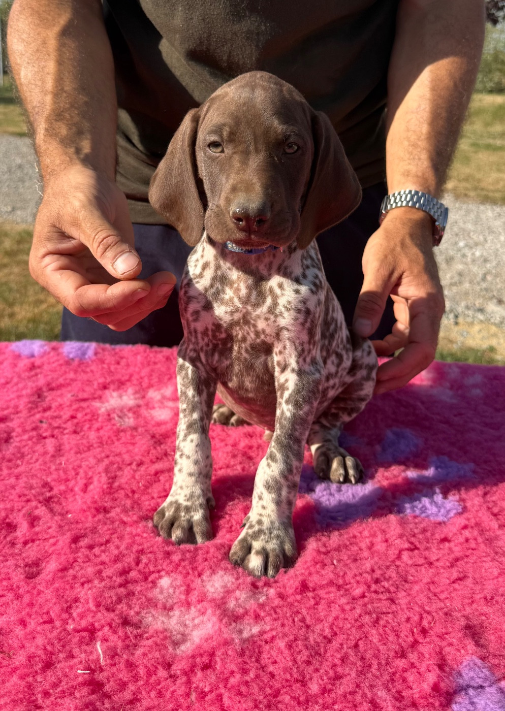 Du Rio Parana - Chiots disponibles - Braque allemand à poil court