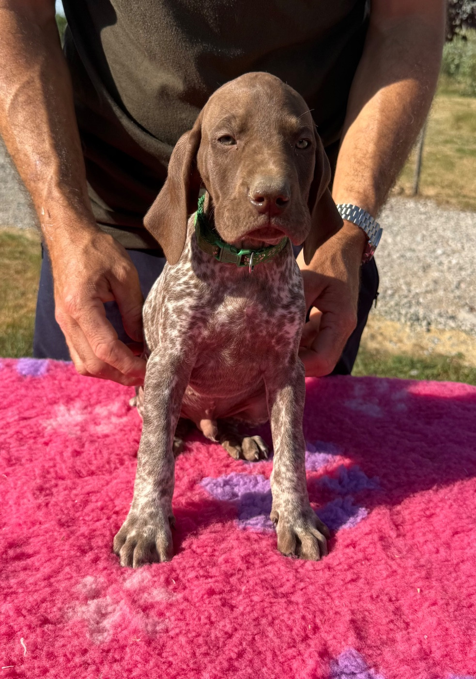 Du Rio Parana - Chiots disponibles - Braque allemand à poil court
