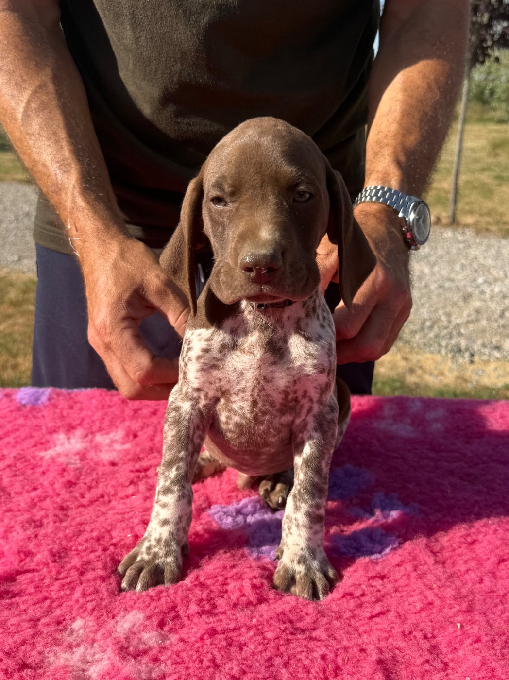 Du Rio Parana - Chiots disponibles - Braque allemand à poil court