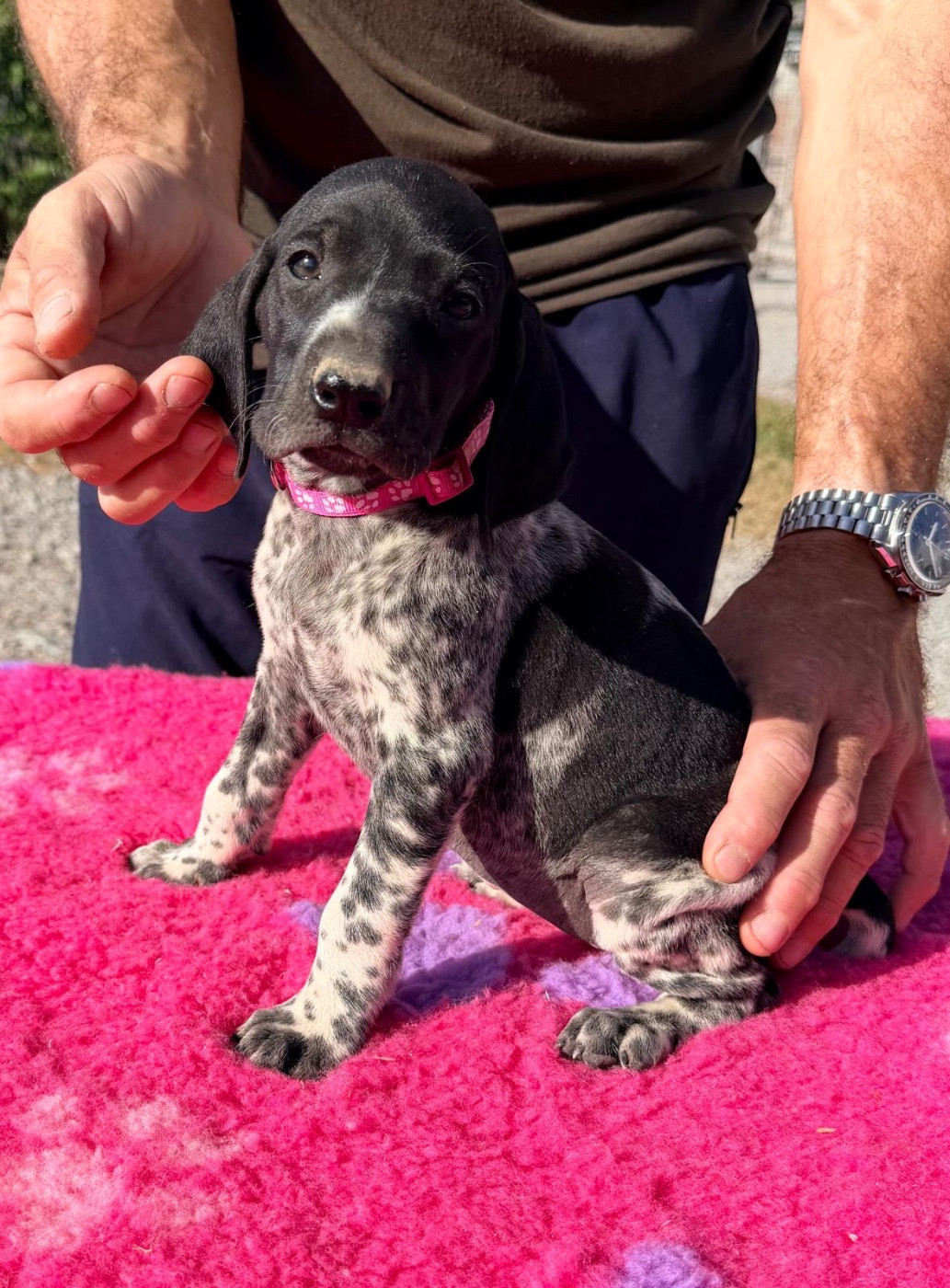 Du Rio Parana - Chiots disponibles - Braque allemand à poil court