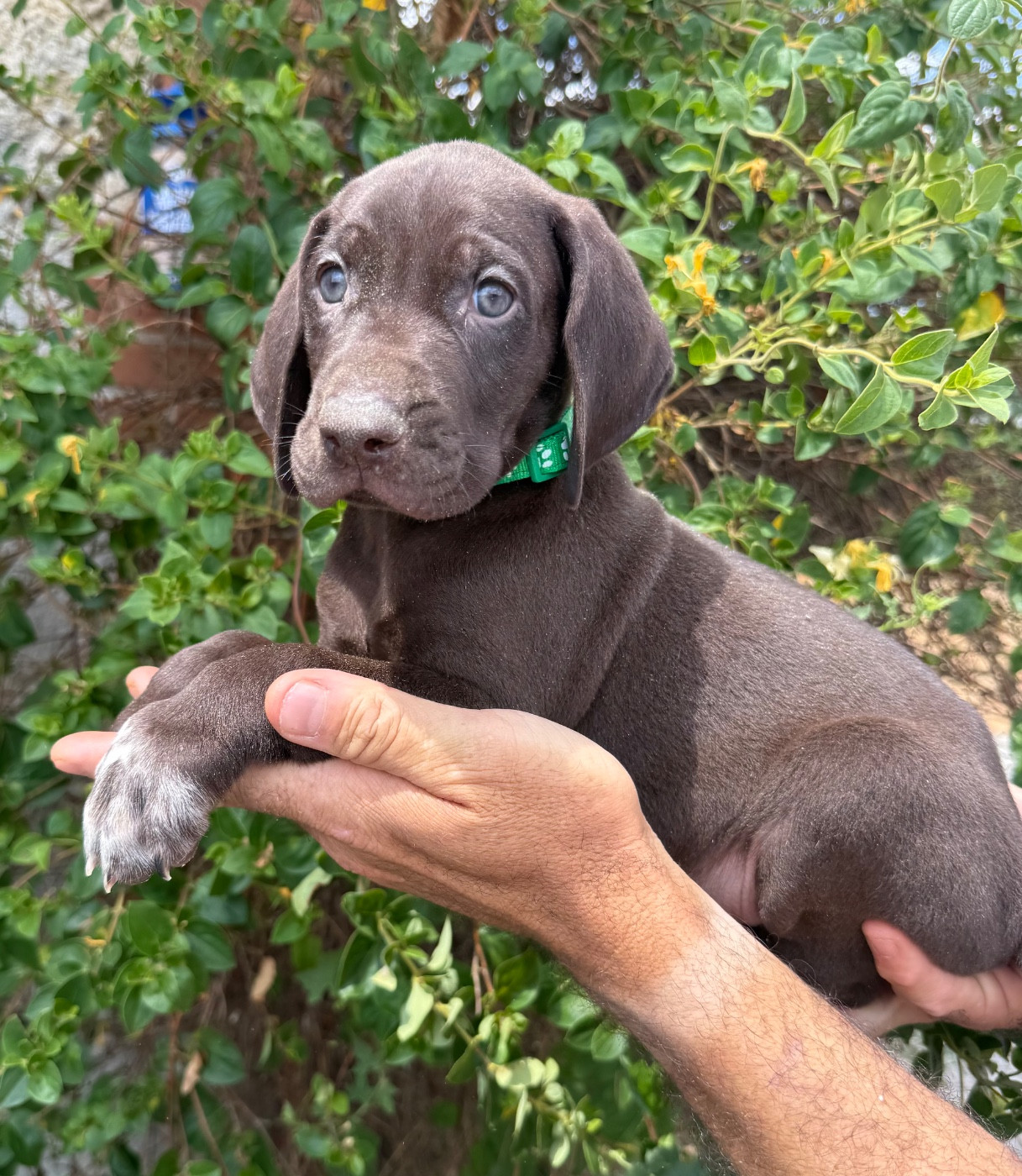 Du Rio Parana - Chiots disponibles - Braque allemand à poil court