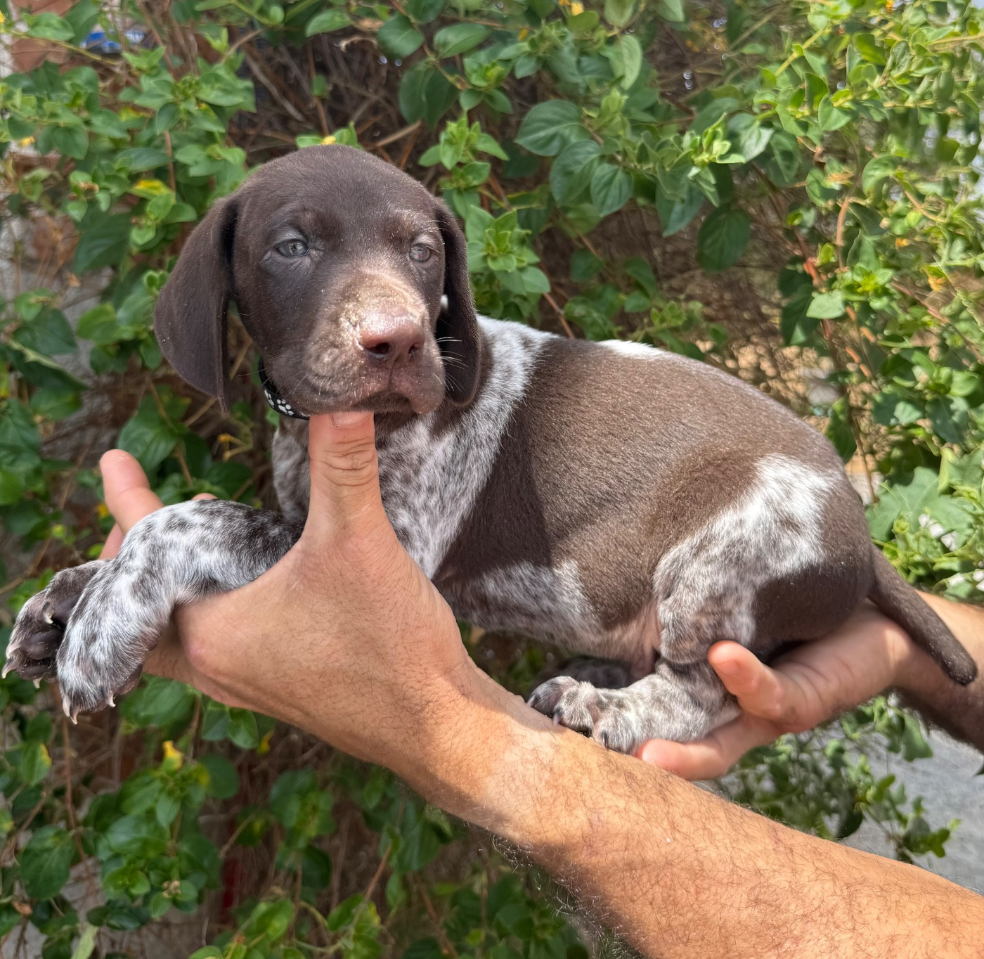 Du Rio Parana - Chiots disponibles - Braque allemand à poil court