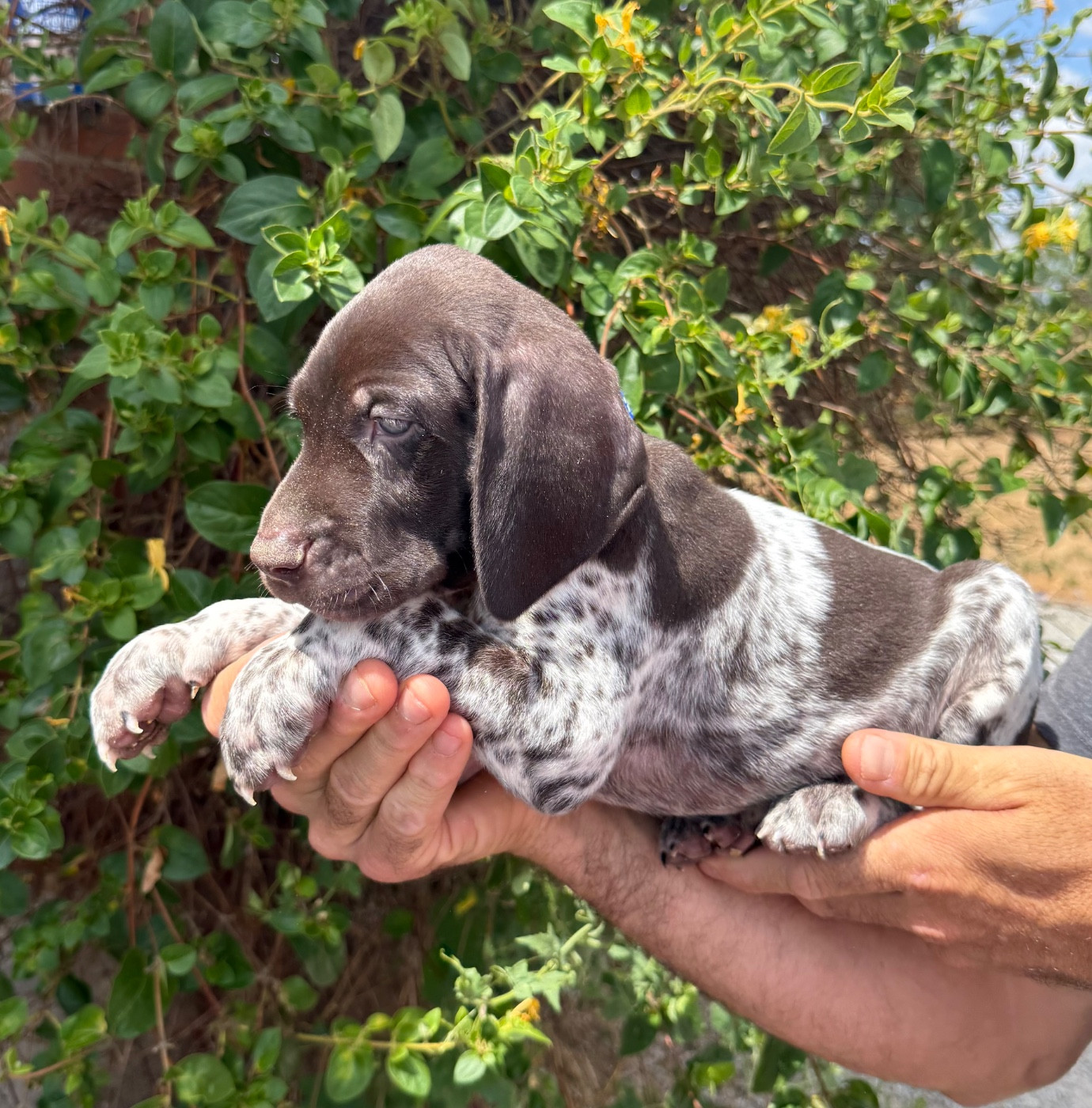 Du Rio Parana - Chiots disponibles - Braque allemand à poil court
