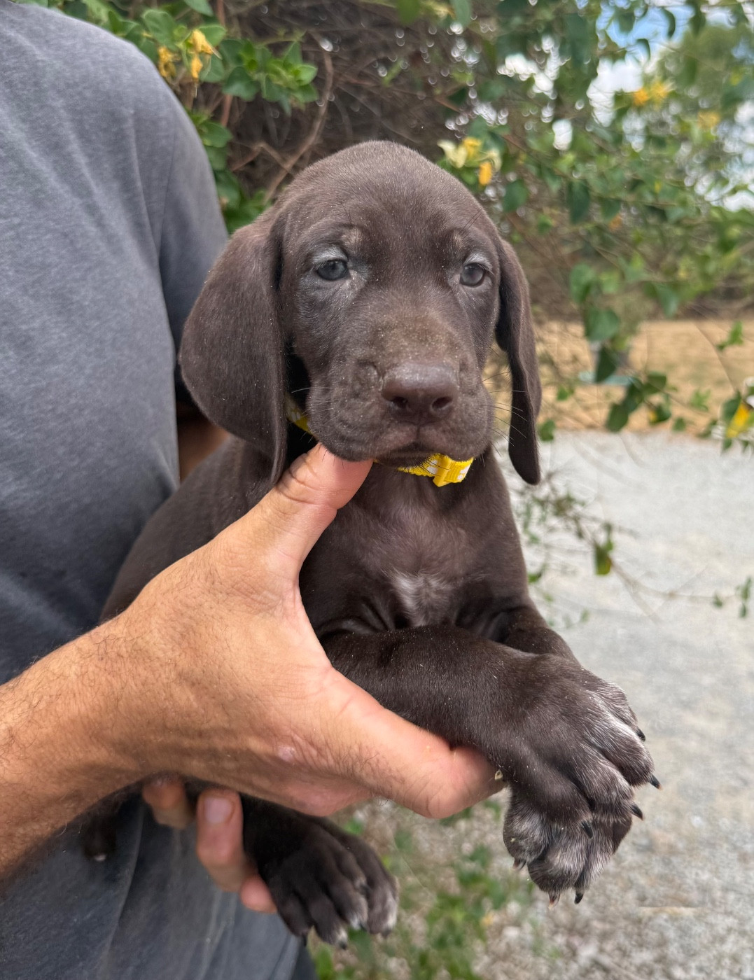 Du Rio Parana - Chiots disponibles - Braque allemand à poil court