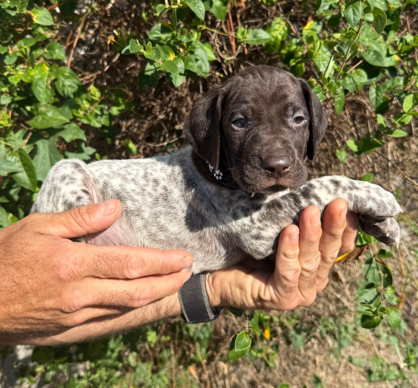 Du Rio Parana - Chiots disponibles - Braque allemand à poil court
