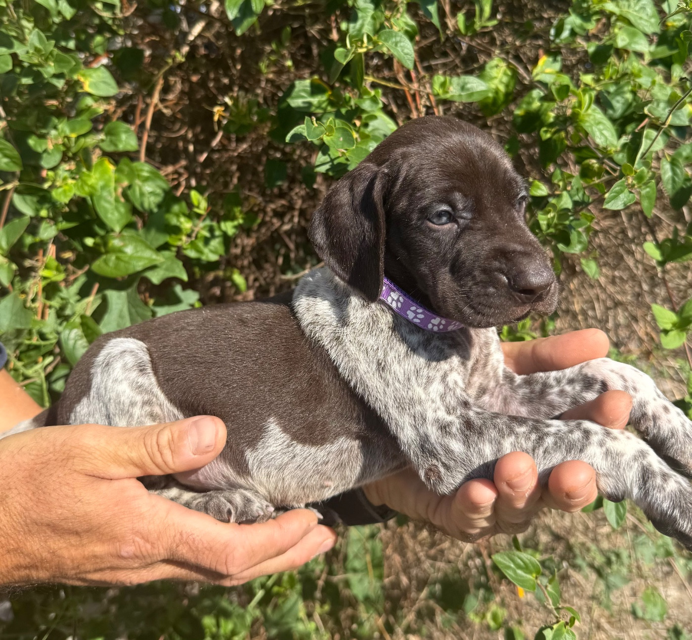 Du Rio Parana - Chiots disponibles - Braque allemand à poil court