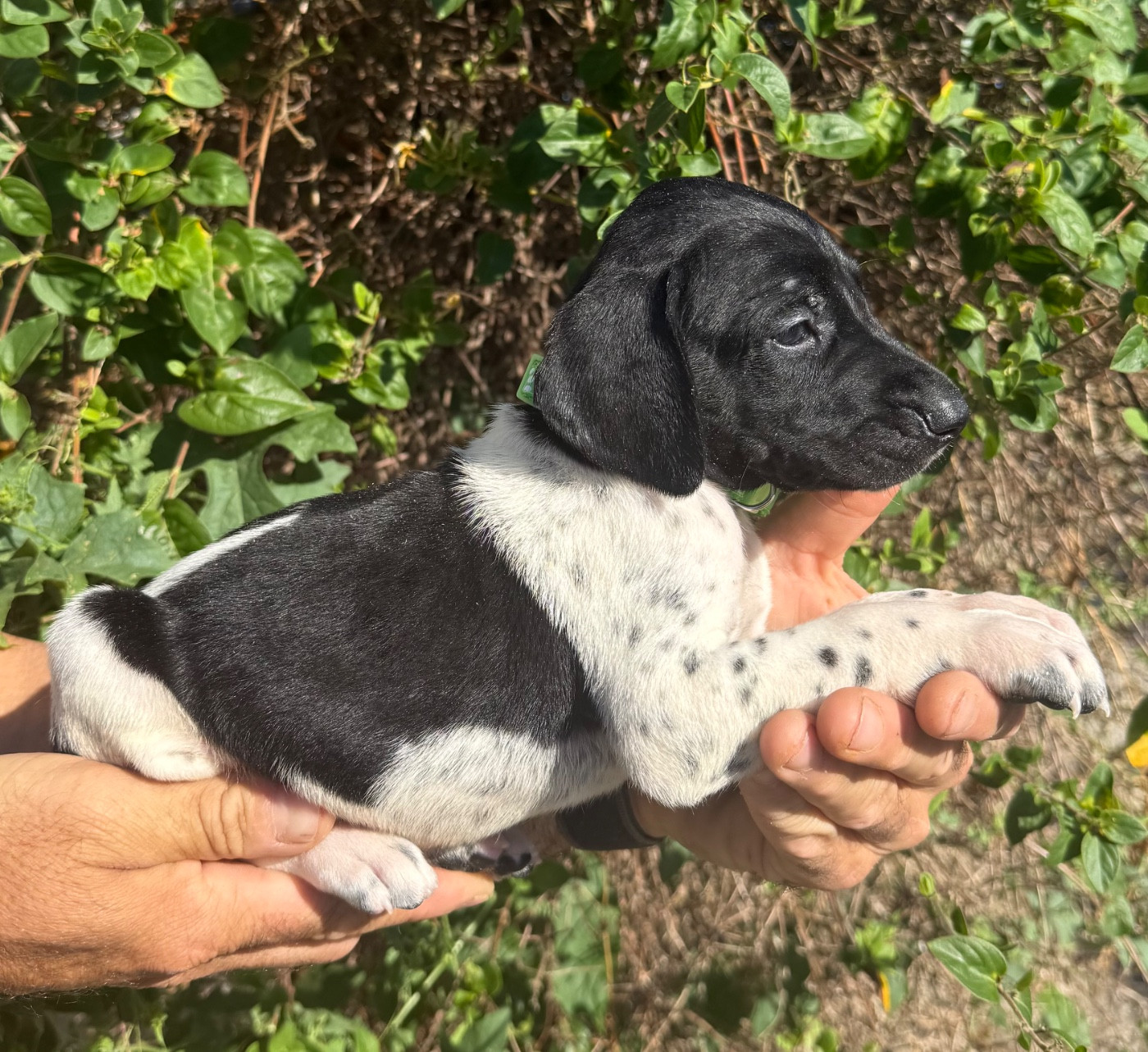 Du Rio Parana - Chiots disponibles - Braque allemand à poil court