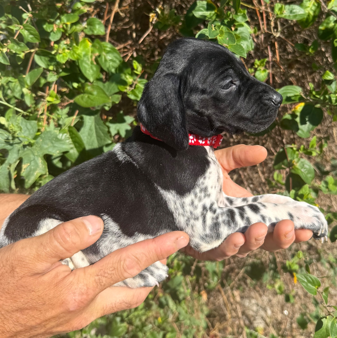 Du Rio Parana - Chiots disponibles - Braque allemand à poil court