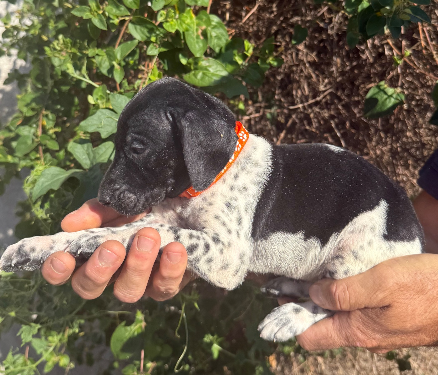 Du Rio Parana - Chiots disponibles - Braque allemand à poil court