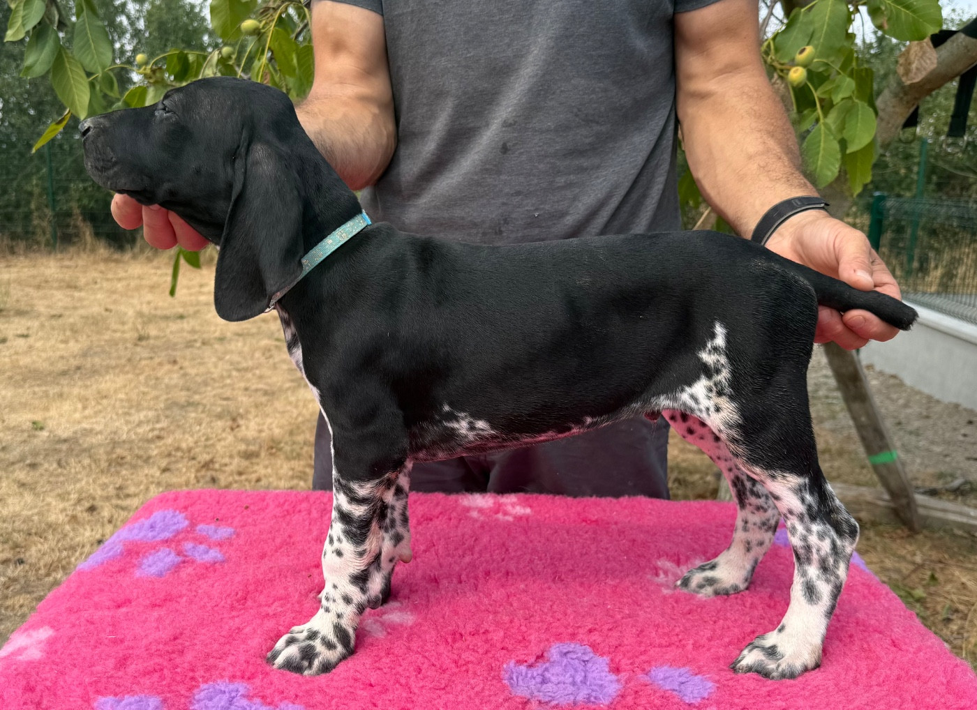 Du Rio Parana - Chiots disponibles - Braque allemand à poil court