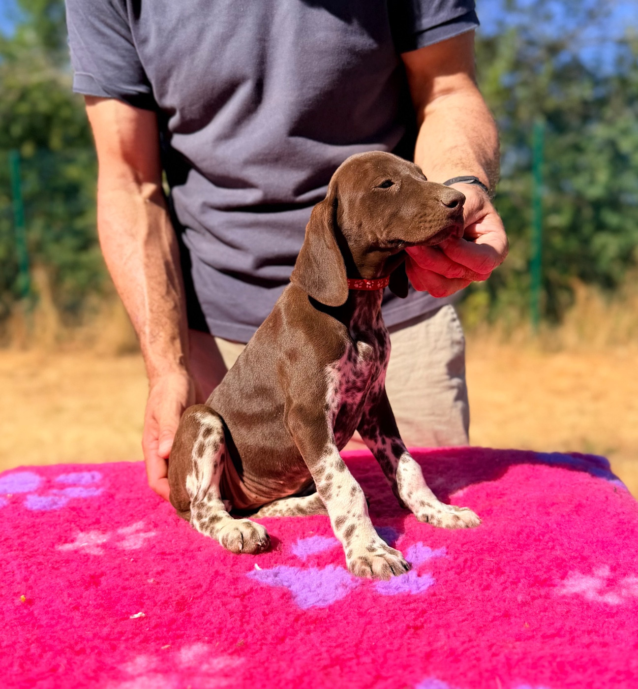 Du Rio Parana - Chiots disponibles - Braque allemand à poil court