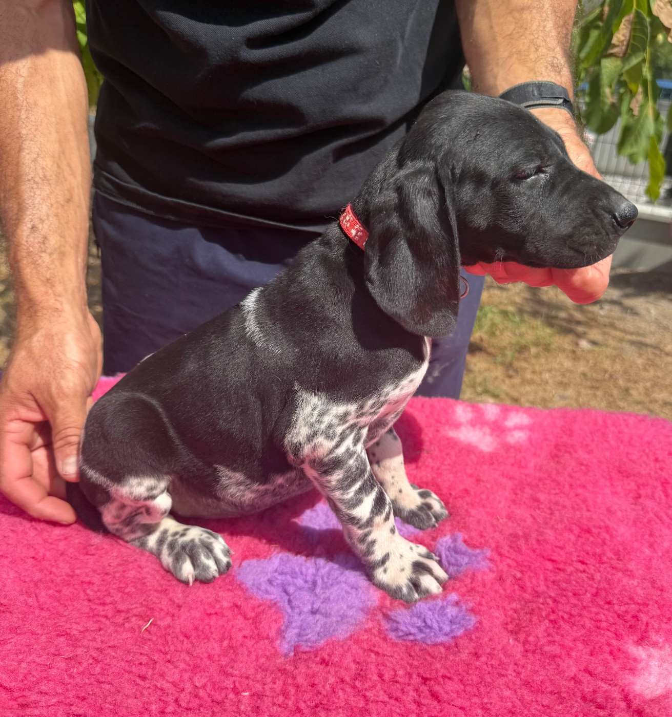Du Rio Parana - Chiots disponibles - Braque allemand à poil court