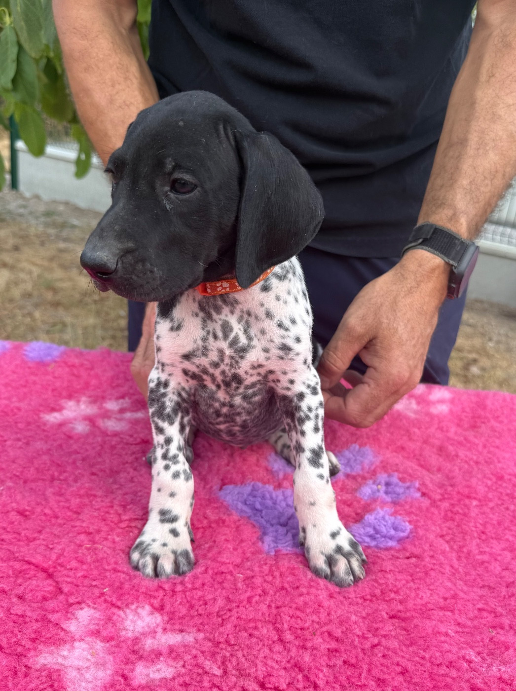 Du Rio Parana - Chiots disponibles - Braque allemand à poil court