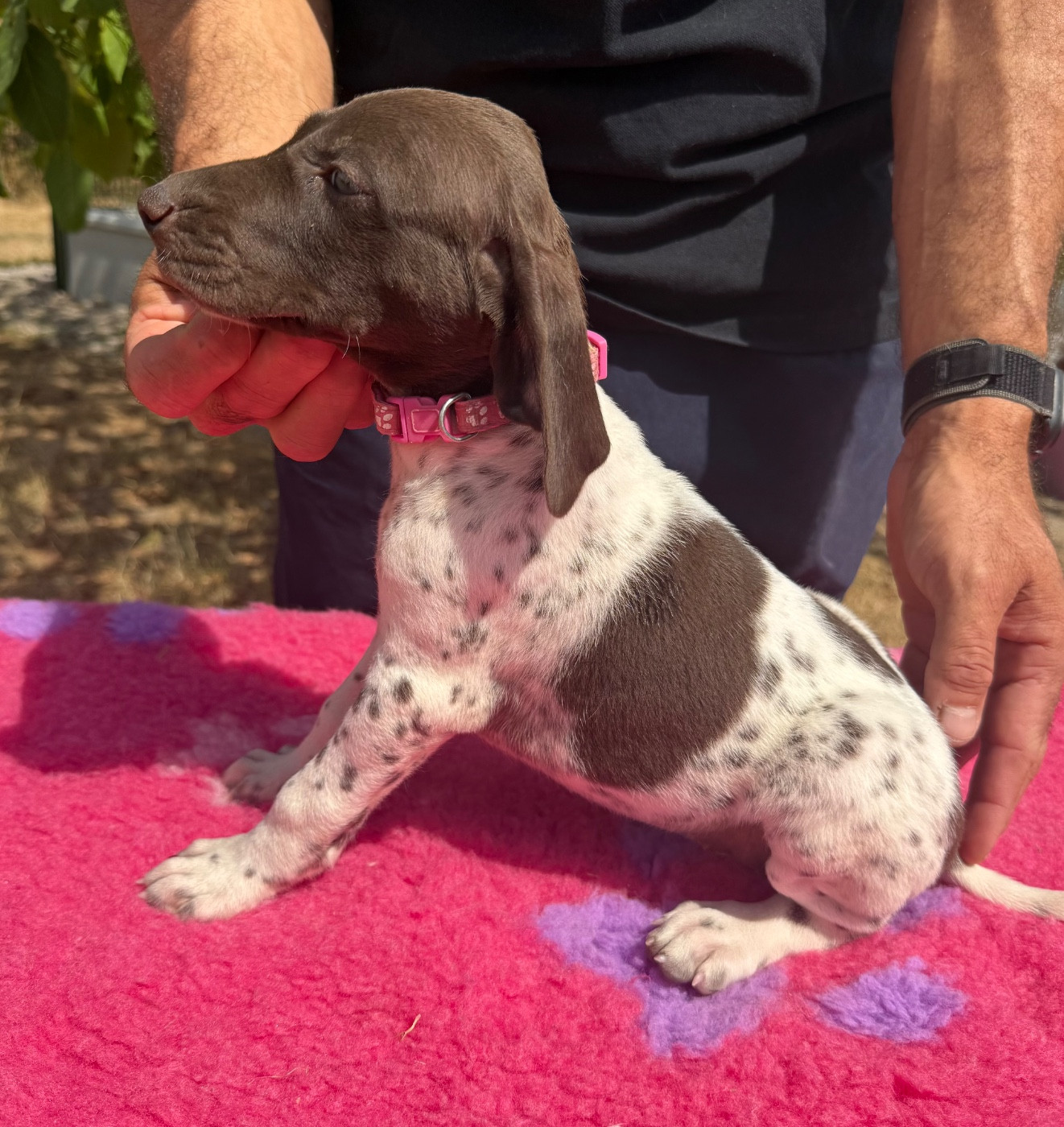 Du Rio Parana - Chiots disponibles - Braque allemand à poil court