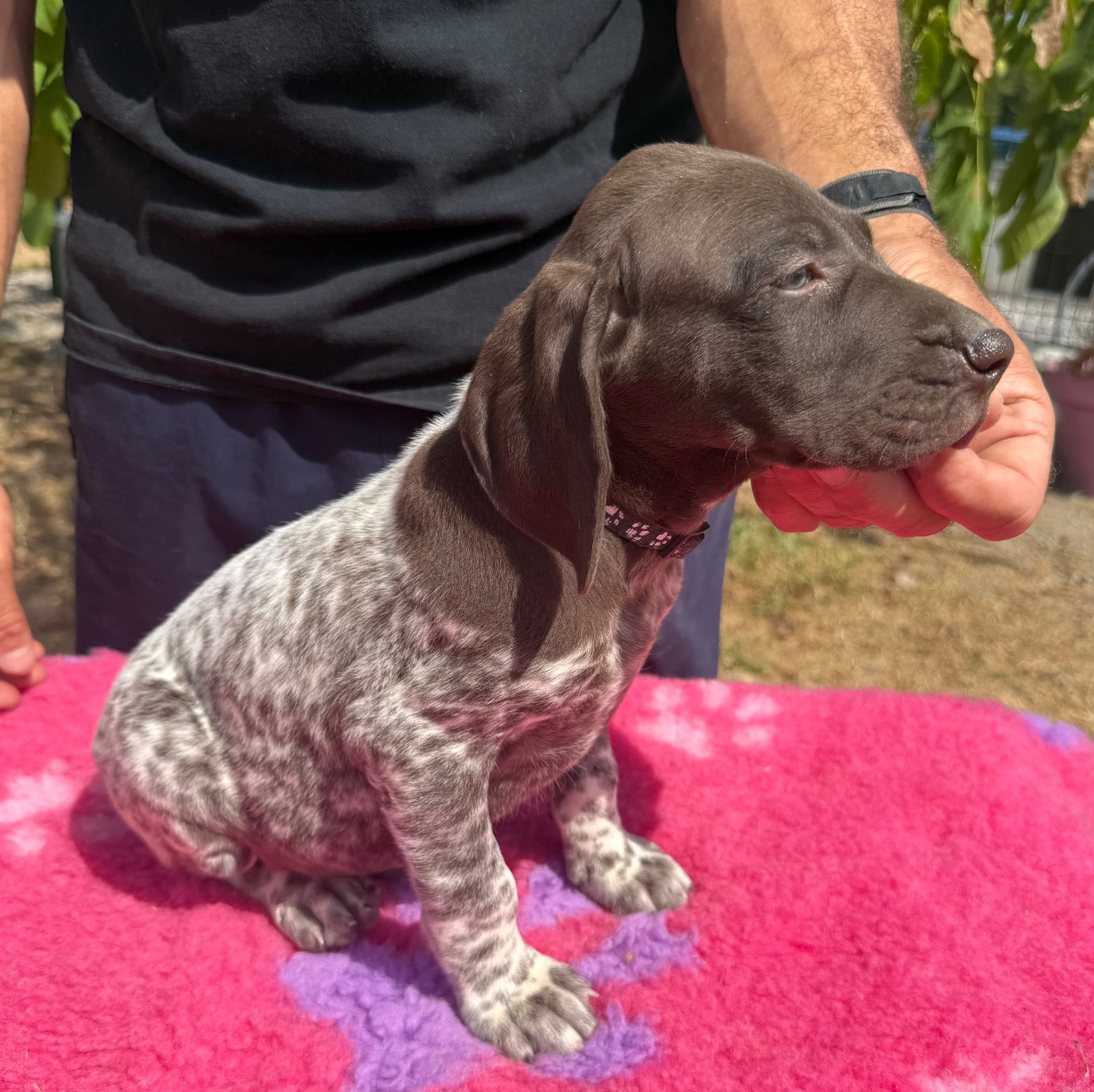 Du Rio Parana - Chiots disponibles - Braque allemand à poil court