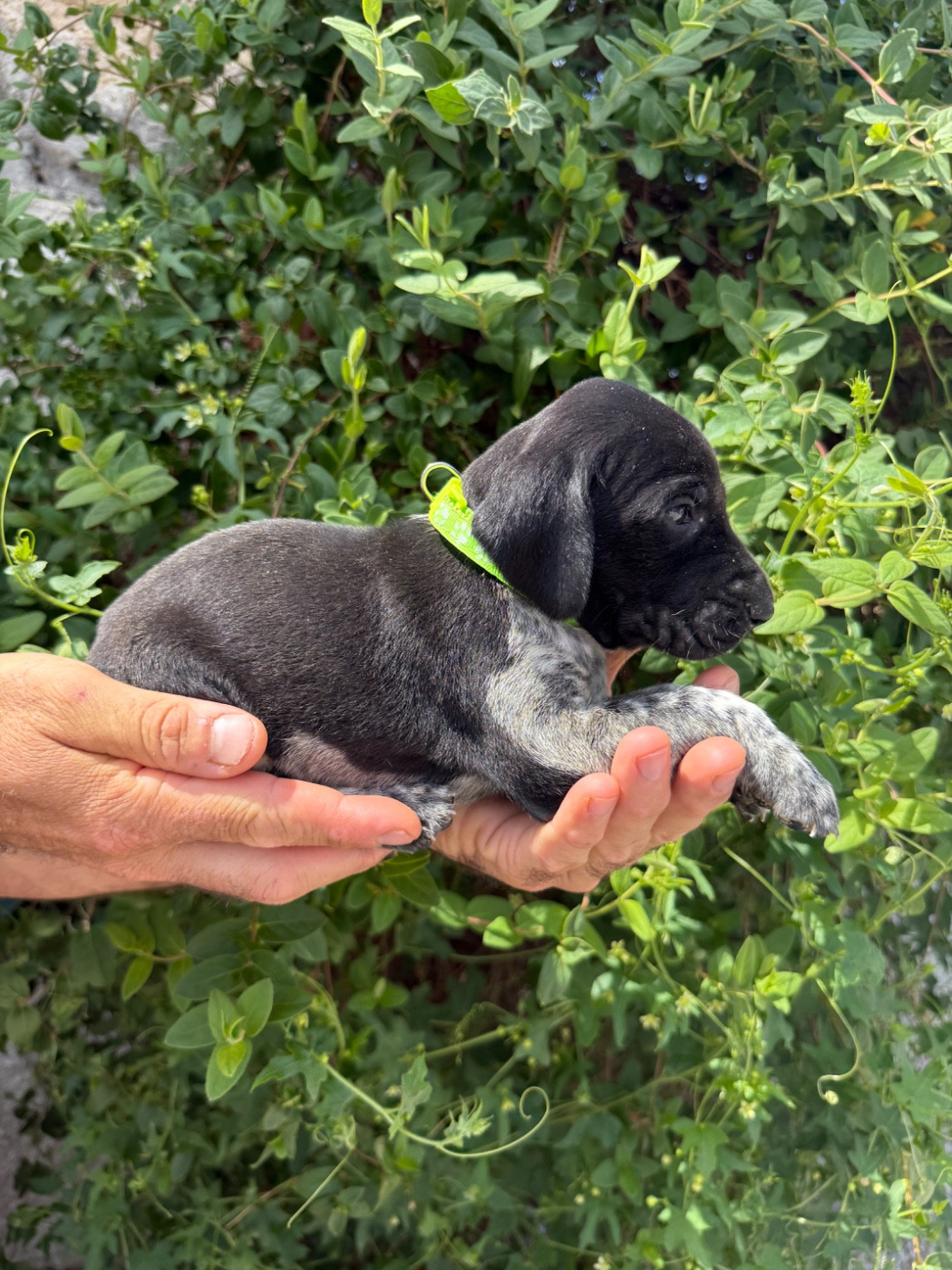 Du Rio Parana - Chiots disponibles - Braque allemand à poil court