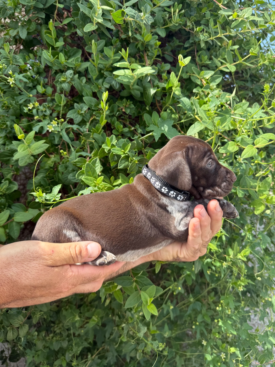 Du Rio Parana - Chiots disponibles - Braque allemand à poil court