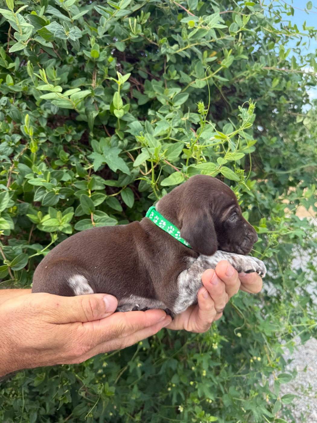 Du Rio Parana - Chiots disponibles - Braque allemand à poil court