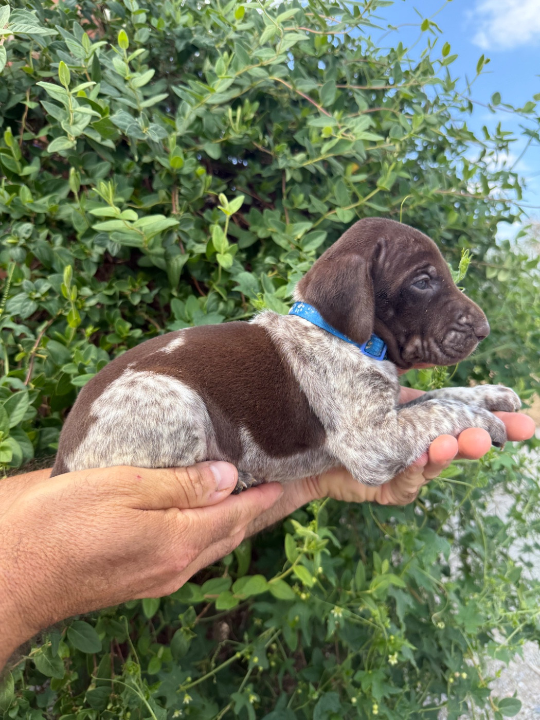 Du Rio Parana - Chiots disponibles - Braque allemand à poil court