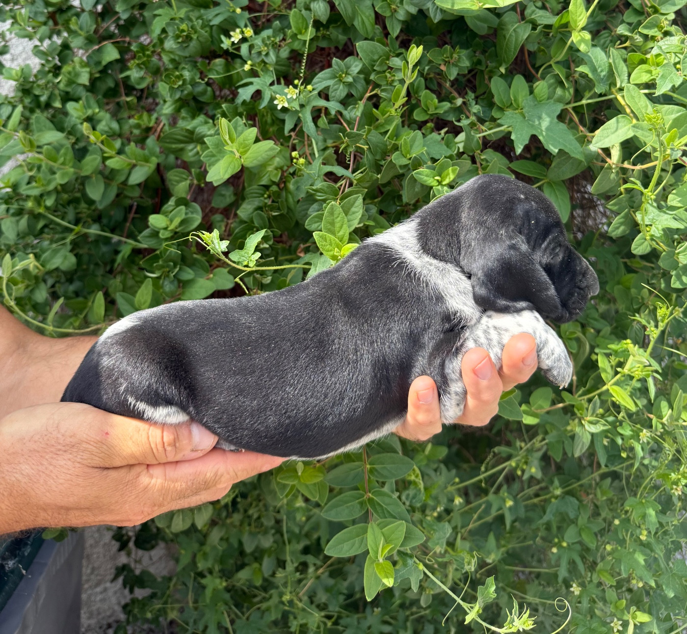 Du Rio Parana - Chiots disponibles - Braque allemand à poil court
