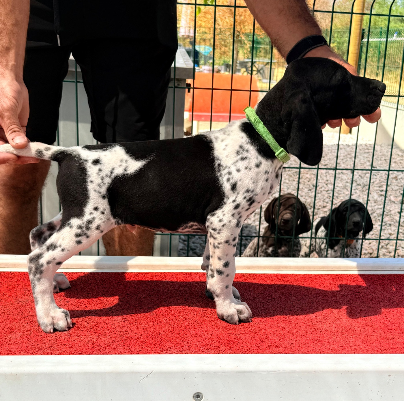 Du Rio Parana - Chiots disponibles - Braque allemand à poil court