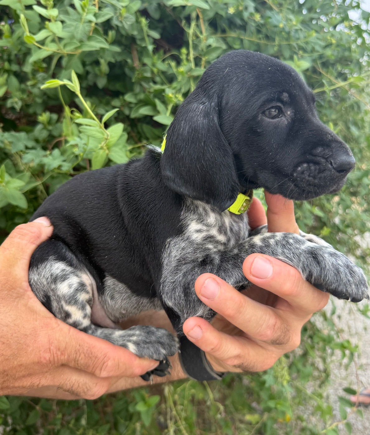 Du Rio Parana - Chiots disponibles - Braque allemand à poil court
